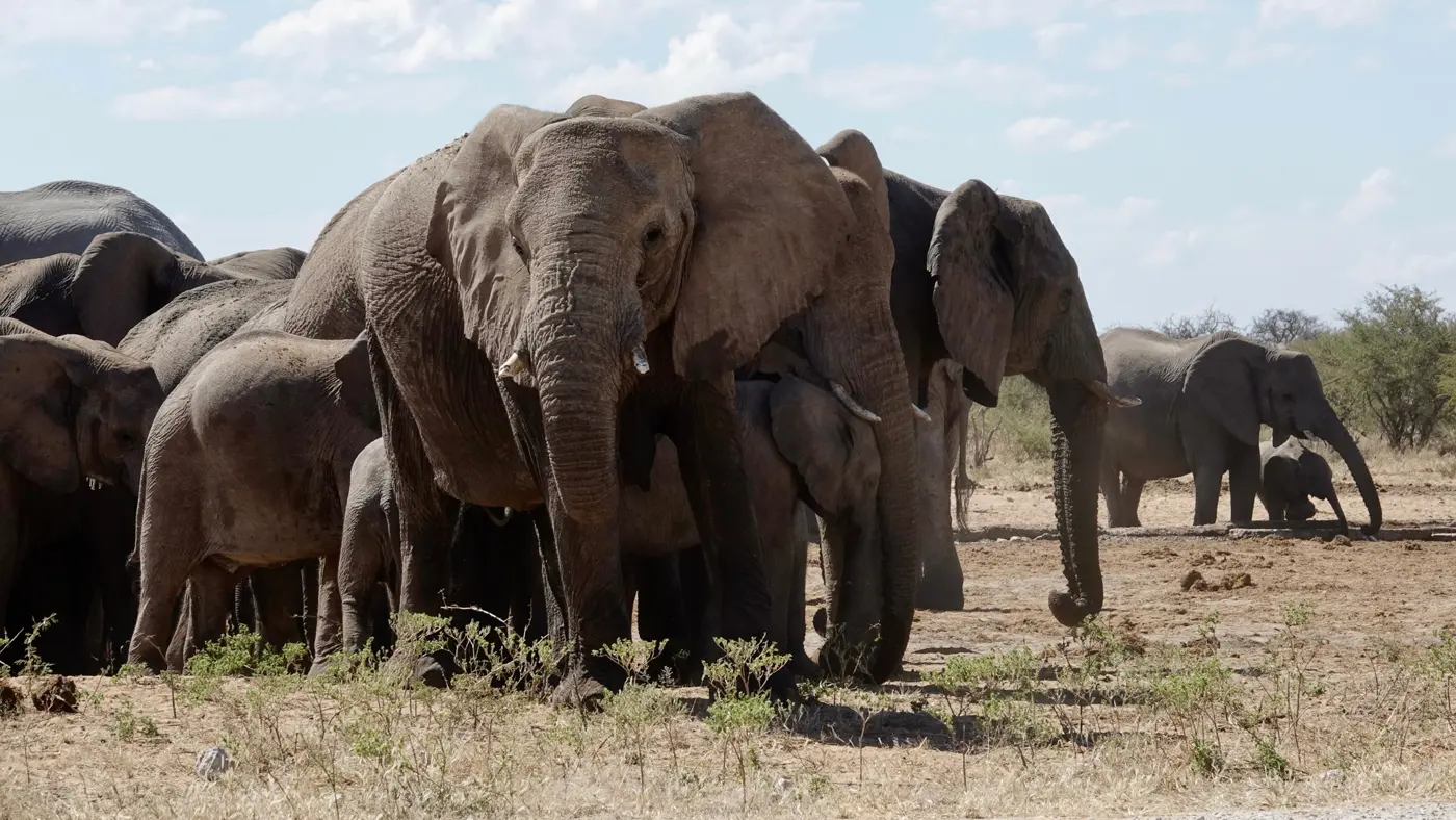 An elephant herd gathered closely together on the savannah — strength in togetherness.