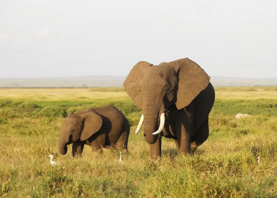 Mother and baby elephant walking through the savanna