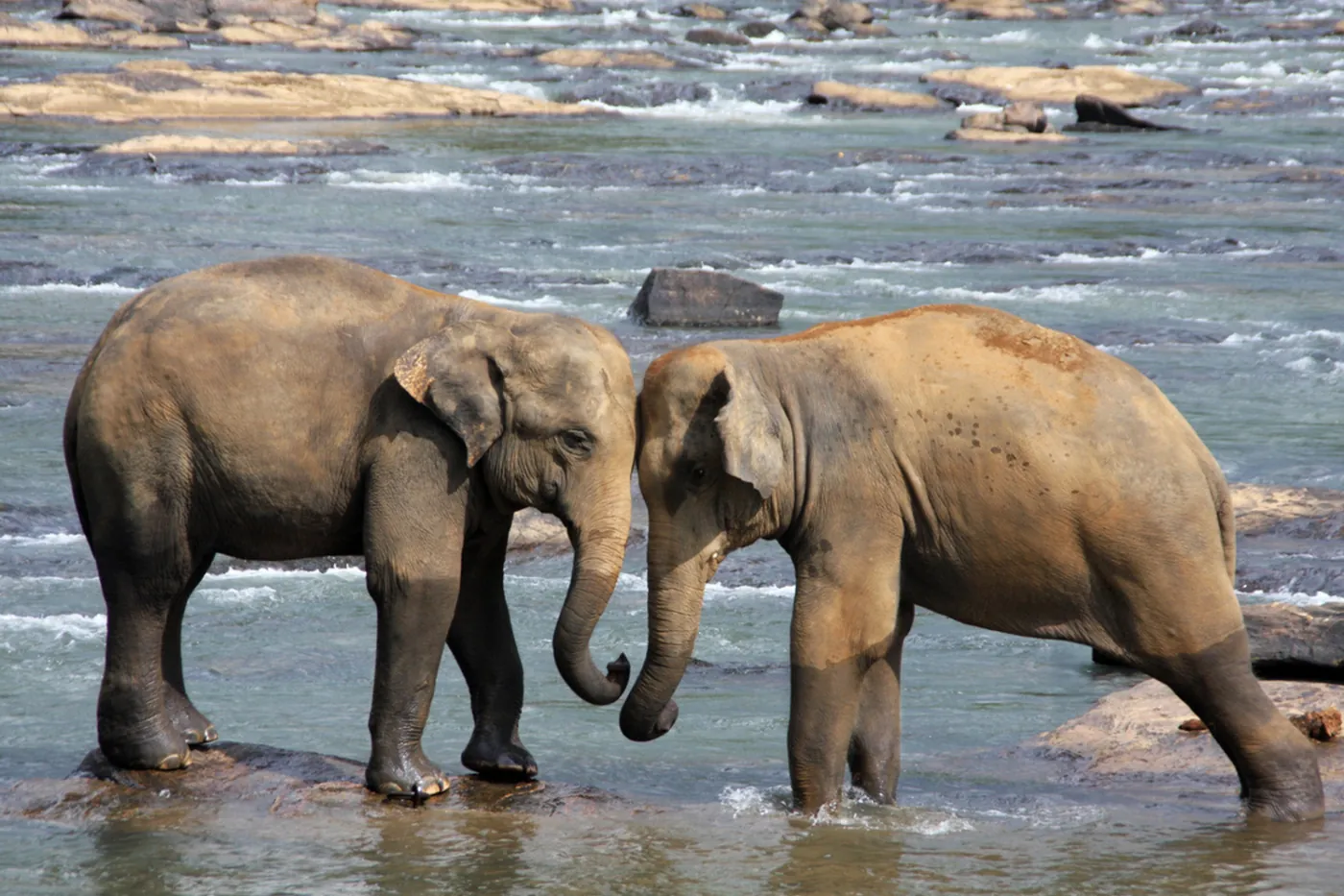 Two elephants meeting trunk to trunk in a river — a quiet conversation.