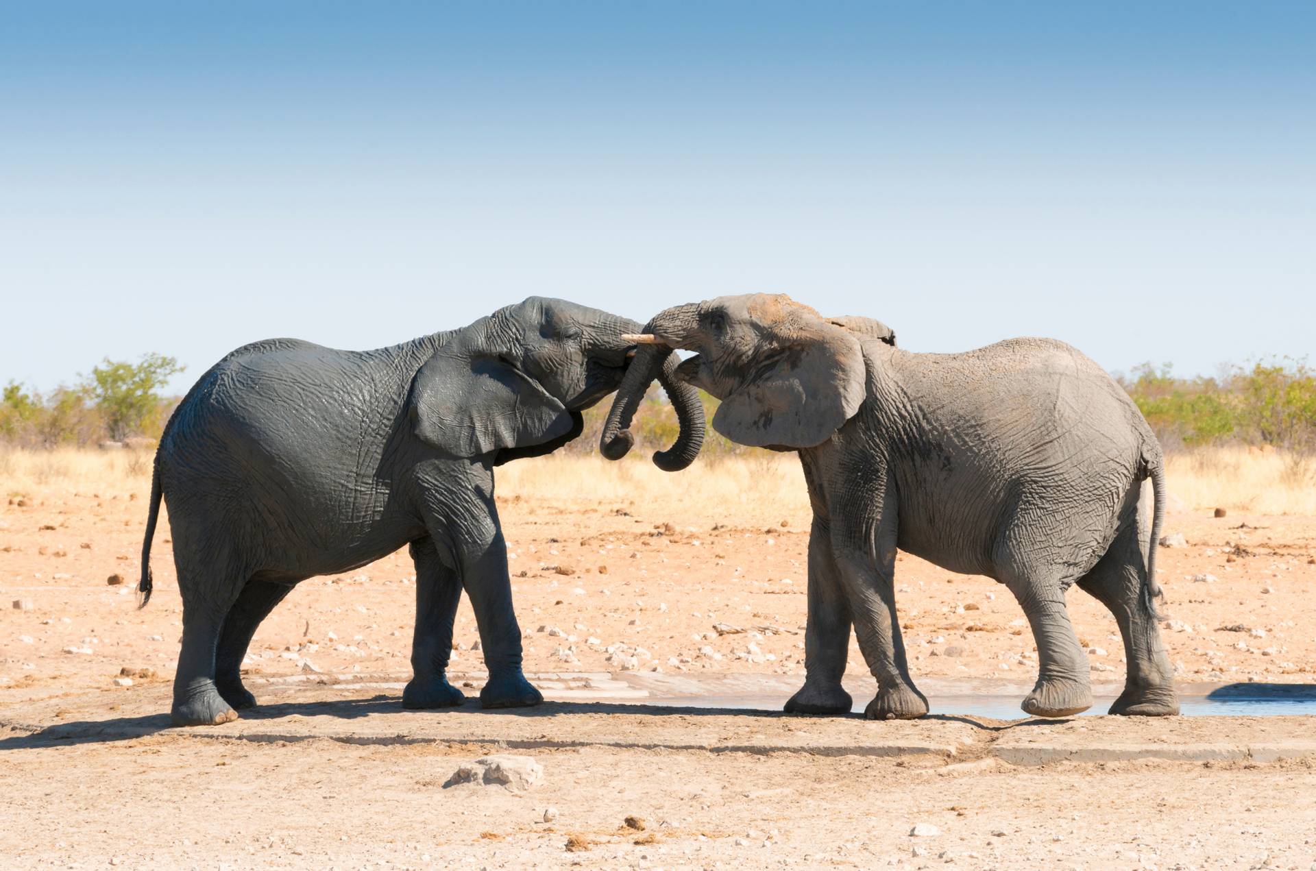 Two elephants touching trunks at a waterhole — a quiet symbol of connection and trust.